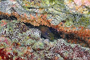 Leptomysis sp crevette mysis-Enchelycore nigricans Murene noire Cap Vert Mille poissons-12m-20150408-Denis-ADER-DSC_9906-1_tn